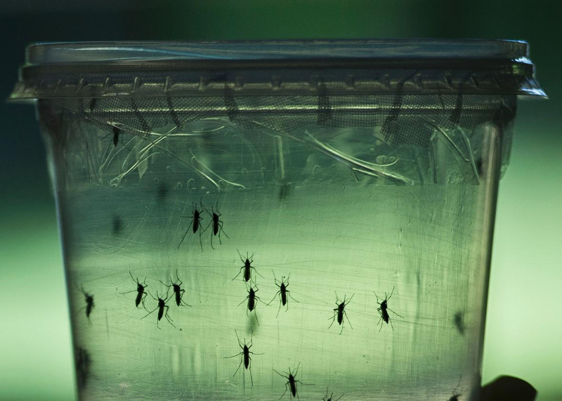 Organização Mundial da Saúde desfaz boatos sobre o vírus zika e doenças associadas/