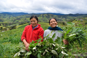 FAO, ONU Mulheres e UNFPA acordam plano para promover os direitos das mulheres rurais na América Latina e no Caribe/mulheres rurais 